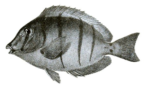Acanthurus triostegus Ford 48. Free illustration for personal and commercial use.