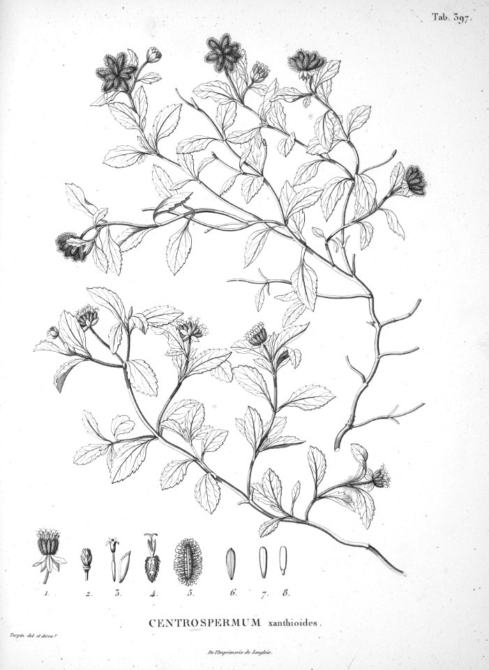 Acanthospermum australe