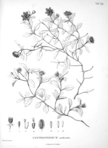 Acanthospermum australe