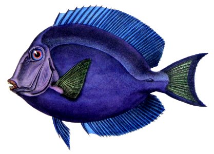 Acanthurus coeruleus Castelnau. Free illustration for personal and commercial use.