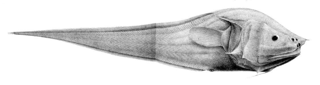 Acanthonus armatus