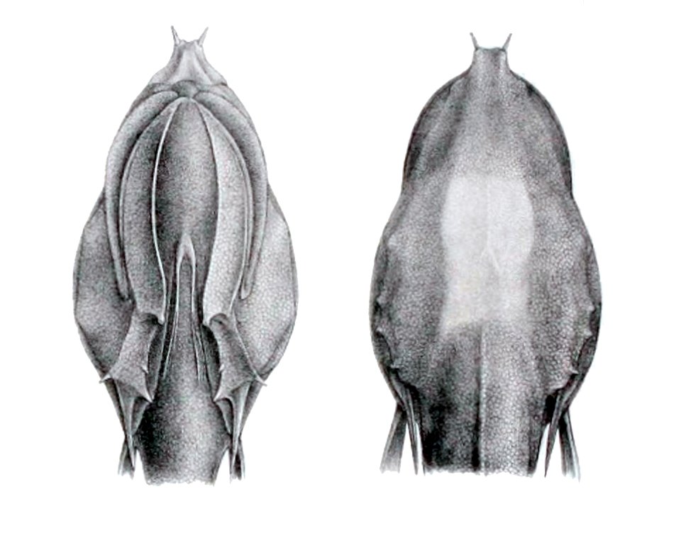 Acanthonus armatus1