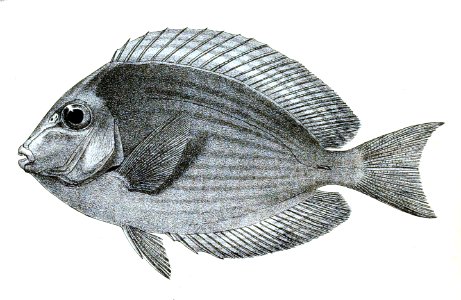 Acanthurus aureolineatus Ford 48. Free illustration for personal and commercial use.