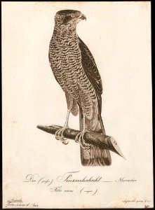 Accipiter nisus - 1800-1812 - Print - Iconographia Zoologica - Special Collections University of Amsterdam - UBA01 IZ18300073. Free illustration for personal and commercial use.