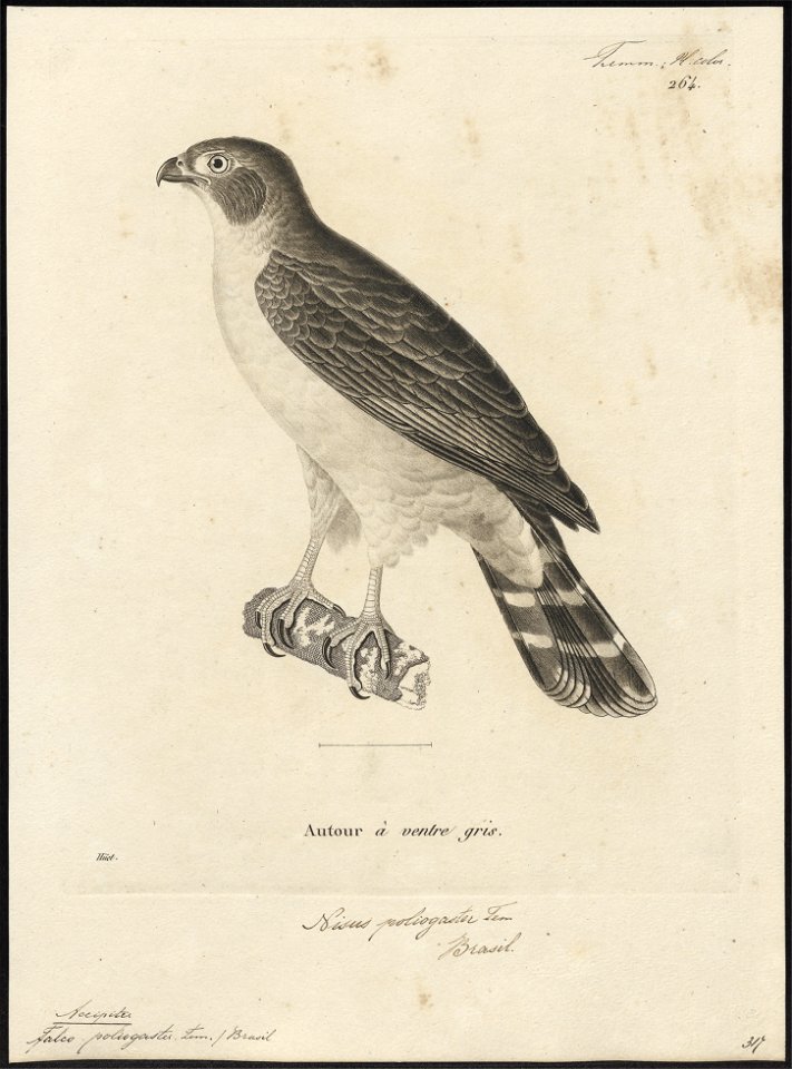 Accipiter poliogaster - 1700-1880 - Print - Iconographia Zoologica - Special Collections University of Amsterdam - UBA01 IZ18300111