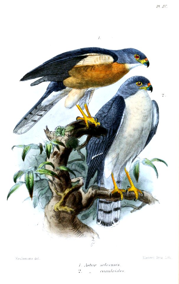AccipiterSoloensisKeulemans