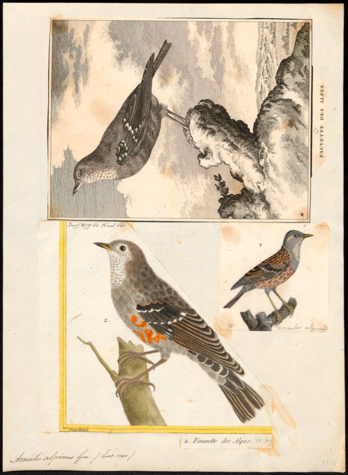Accentor alpinus - 1700-1880 - Print - Iconographia Zoologica - Special Collections University of Amsterdam - UBA01 IZ16200382