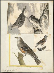 Accentor alpinus - 1700-1880 - Print - Iconographia Zoologica - Special Collections University of Amsterdam - UBA01 IZ16200382. Free illustration for personal and commercial use.