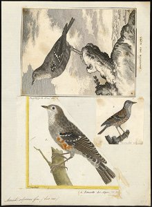 Accentor alpinus - 1700-1880 - Print - Iconographia Zoologica - Special Collections University of Amsterdam - UBA01 IZ16200382
