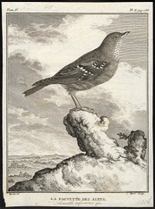 Accentor alpinus - 1700-1880 - Print - Iconographia Zoologica - Special Collections University of Amsterdam - UBA01 IZ16200380