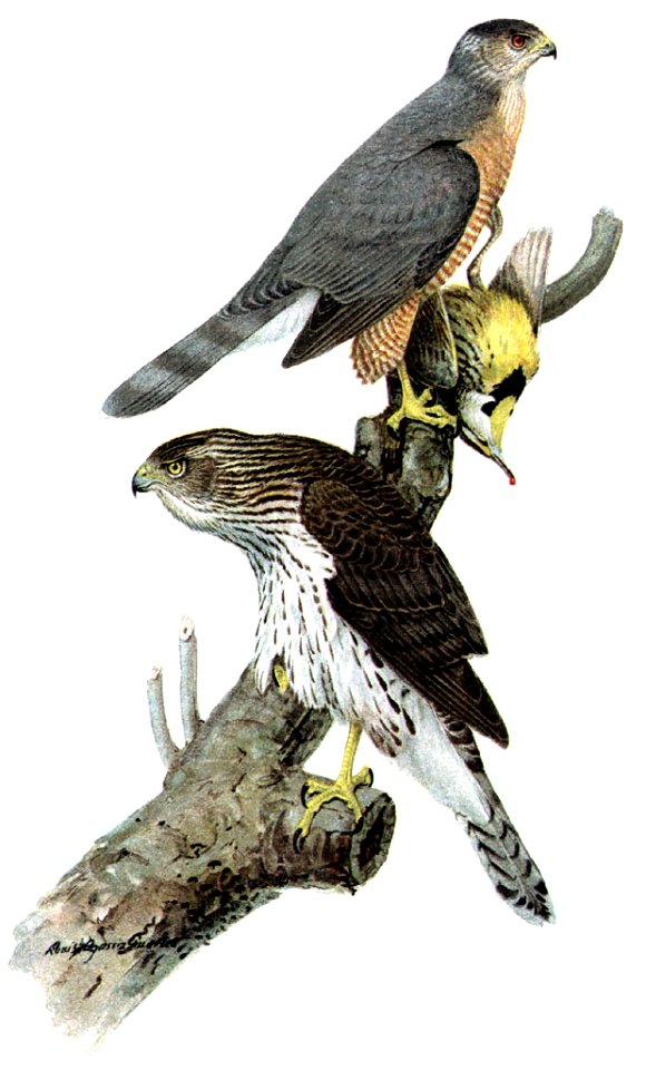 Accipiter cooperiiDO1908P03CA