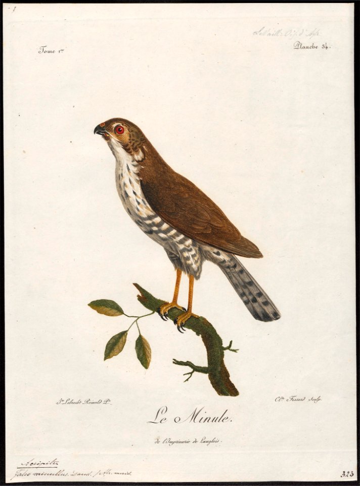 Accipiter minullus - 1796-1808 - Print - Iconographia Zoologica - Special Collections University of Amsterdam - UBA01 IZ18300121