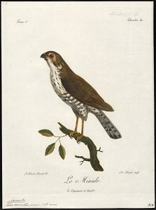 Accipiter minullus - 1796-1808 - Print - Iconographia Zoologica - Special Collections University of Amsterdam - UBA01 IZ18300121