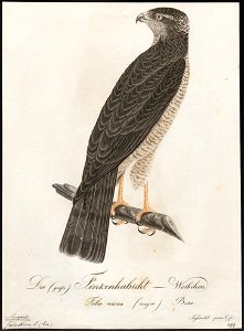 Accipiter nisus - 1800-1812 - Print - Iconographia Zoologica - Special Collections University of Amsterdam - UBA01 IZ18300075. Free illustration for personal and commercial use.