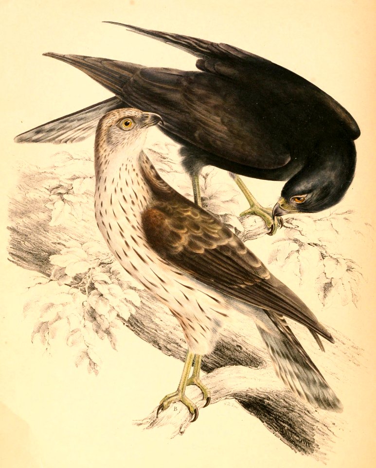 Accipiter melanoleucus melanoleucus 1838