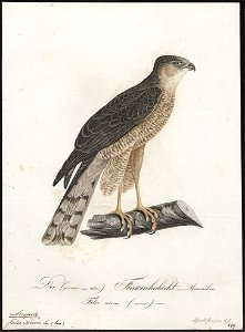Accipiter nisus - 1800-1812 - Print - Iconographia Zoologica - Special Collections University of Amsterdam - UBA01 IZ18300083. Free illustration for personal and commercial use.