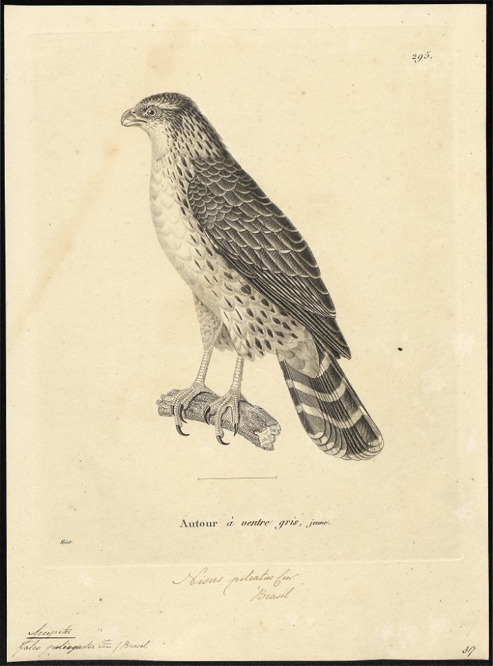 Accipiter poliogaster - 1700-1880 - Print - Iconographia Zoologica - Special Collections University of Amsterdam - UBA01 IZ18300113
