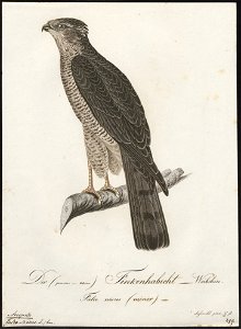 Accipiter nisus - 1800-1812 - Print - Iconographia Zoologica - Special Collections University of Amsterdam - UBA01 IZ18300077. Free illustration for personal and commercial use.