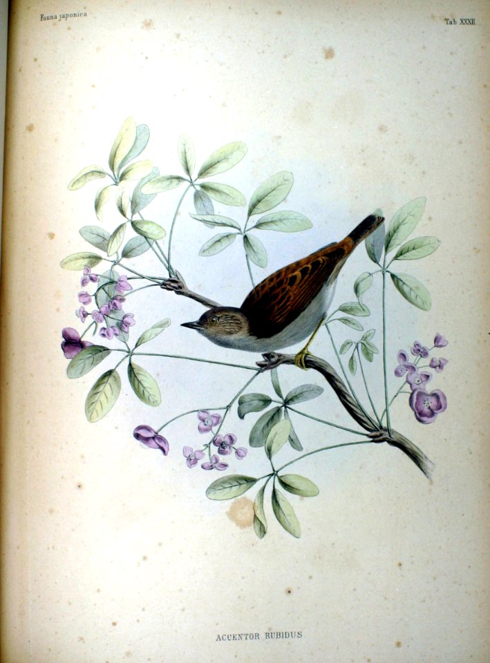 Accentor rubidus Fauna Japonica