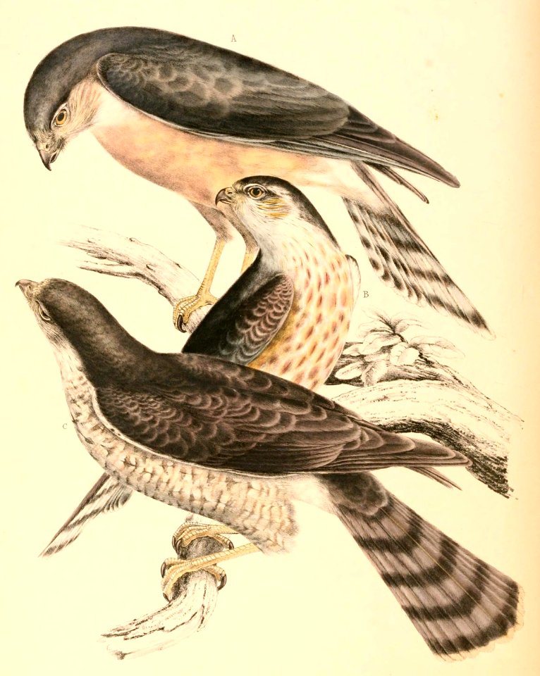 Accipiter rufiventris 1838