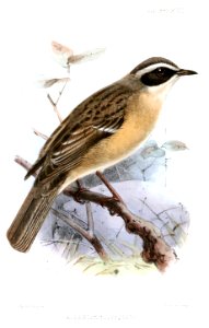AccentorFulvescensKeulemans