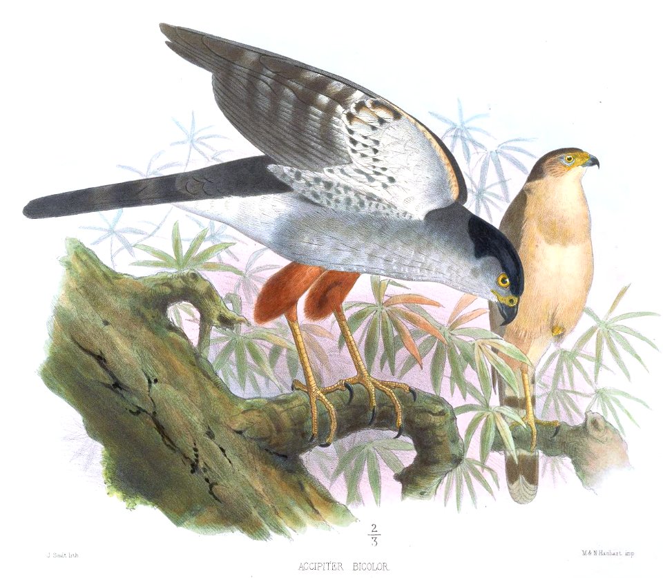AccipiterBicolorSmit