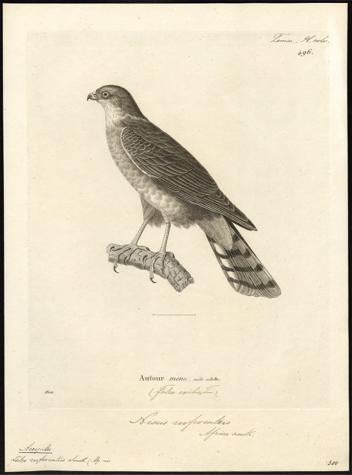 Accipiter rufiventris - 1700-1880 - Print - Iconographia Zoologica ...