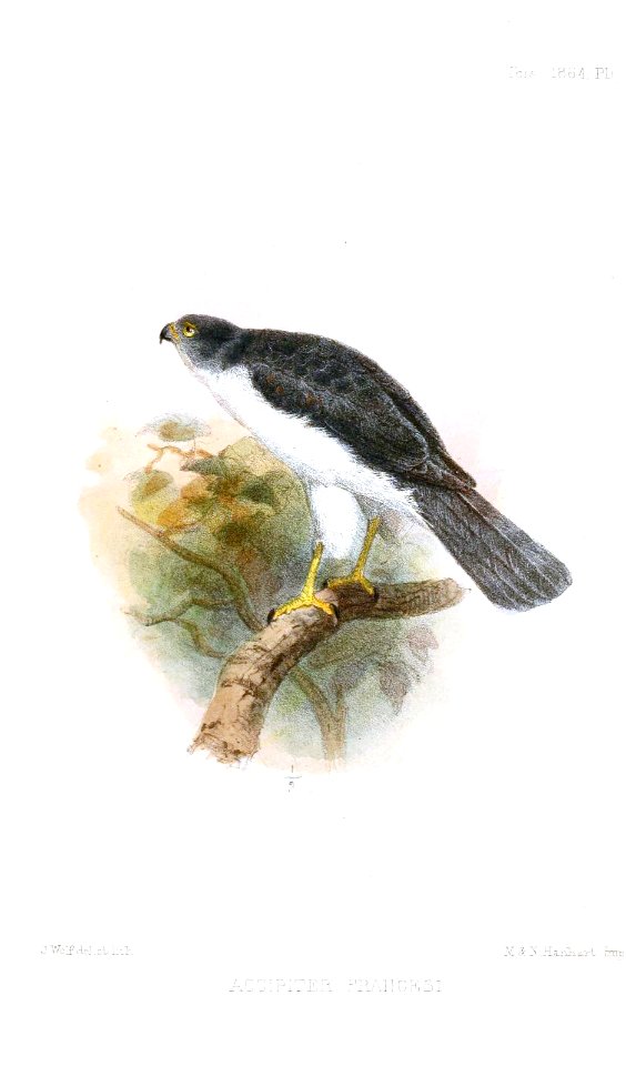 AccipiterFrancesiWolf