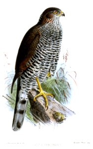 AccipiterGrantiKeulemans