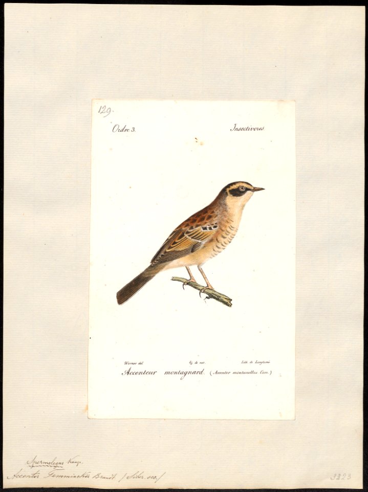 Accentor temminckii - 1842-1848 - Print - Iconographia Zoologica - Special Collections University of Amsterdam - UBA01 IZ16200390