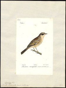 Accentor temminckii - 1842-1848 - Print - Iconographia Zoologica - Special Collections University of Amsterdam - UBA01 IZ16200390. Free illustration for personal and commercial use.