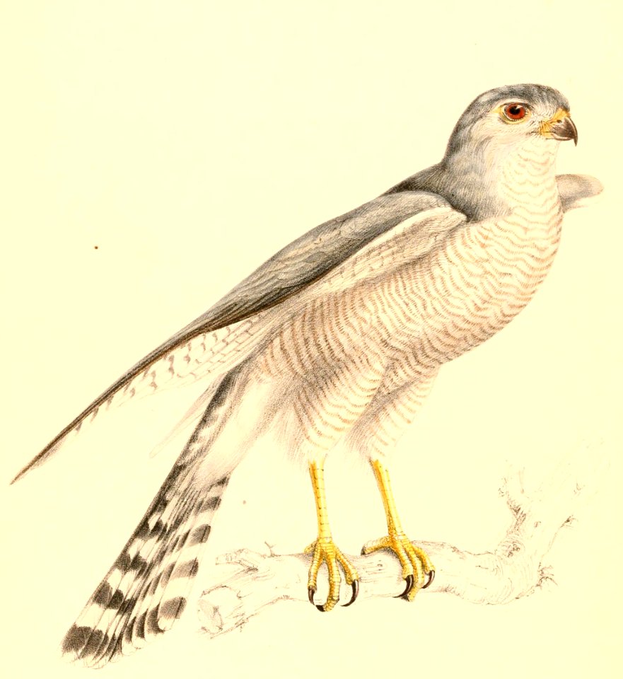 Accipiter badius polyzonoides 1838