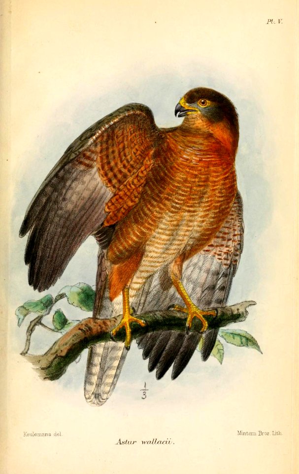 AccipiterWallaciiKeulemans