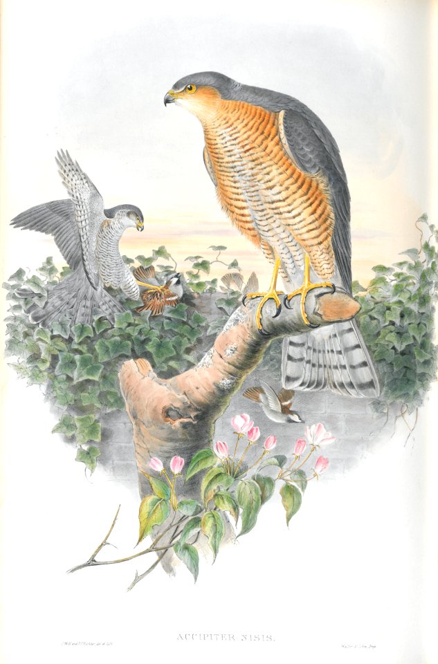 Accipiter Nisis