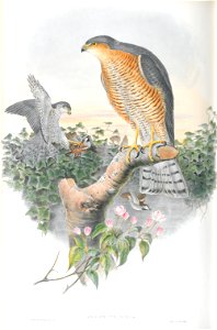 Accipiter Nisis