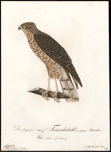 Accipiter nisus - 1800-1812 - Print - Iconographia Zoologica - Special Collections University of Amsterdam - UBA01 IZ18300085. Free illustration for personal and commercial use.