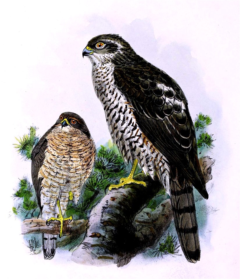 Accipiter nisus 1876