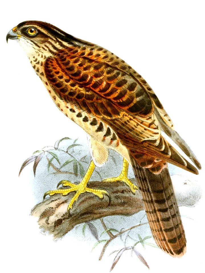 Accipiter albogularis