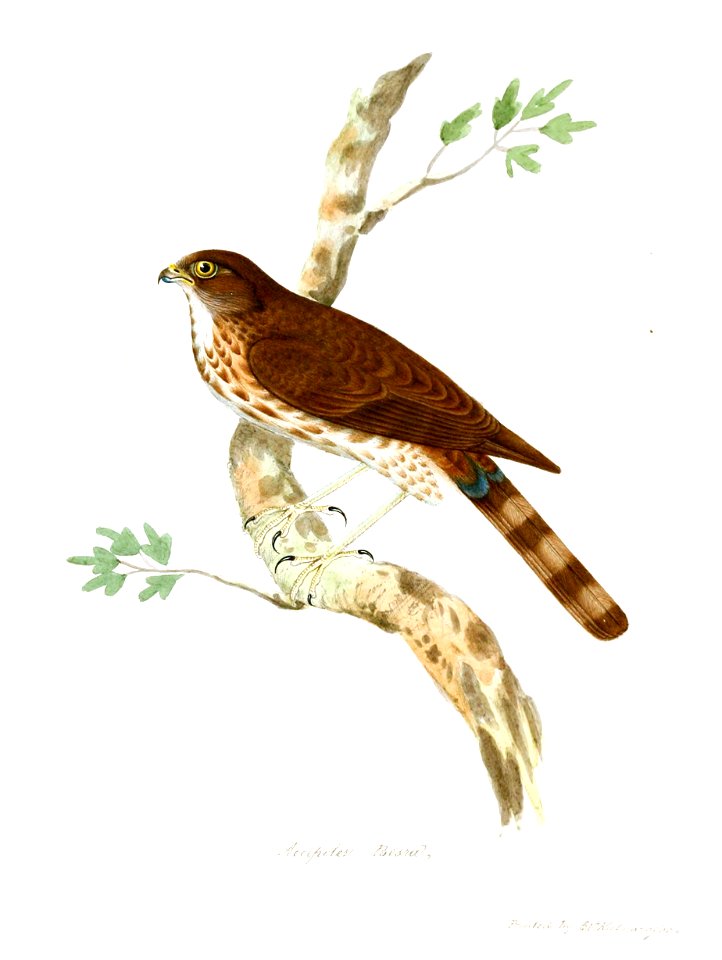 AccipiterBesraJerdon