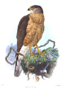 AccipiterGuttatusSmit