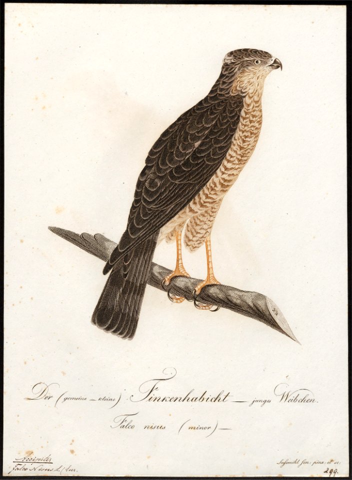 Accipiter nisus - 1800-1812 - Print - Iconographia Zoologica - Special Collections University of Amsterdam - UBA01 IZ18300087