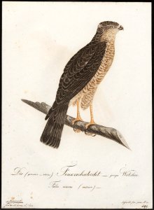 Accipiter nisus - 1800-1812 - Print - Iconographia Zoologica - Special Collections University of Amsterdam - UBA01 IZ18300087. Free illustration for personal and commercial use.