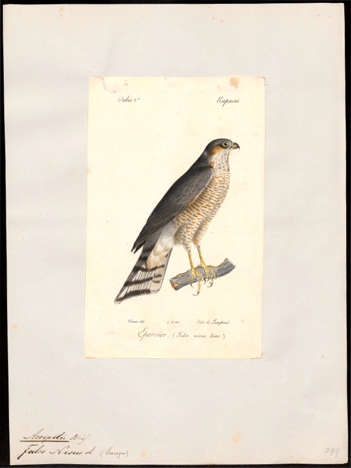 Accipiter nisus - 1842-1848 - Print - Iconographia Zoologica - Special Collections University of Amsterdam - UBA01 IZ18300069