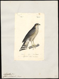 Accipiter nisus - 1842-1848 - Print - Iconographia Zoologica - Special Collections University of Amsterdam - UBA01 IZ18300069. Free illustration for personal and commercial use.