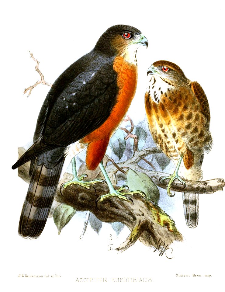 AccipiterRufotibialisKeulemans