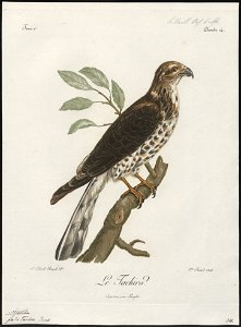 Accipiter tachiro - 1796-1808 - Print - Iconographia Zoologica - Special Collections University of Amsterdam - UBA01 IZ18300093