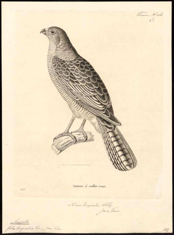 Accipiter torquatus - 1700-1880 - Print - Iconographia Zoologica - Special Collections University of Amsterdam - UBA01 IZ18300125