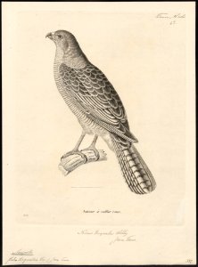 Accipiter torquatus - 1700-1880 - Print - Iconographia Zoologica - Special Collections University of Amsterdam - UBA01 IZ18300125