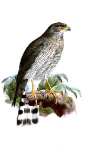 AccipiterOvampensisKeulemans