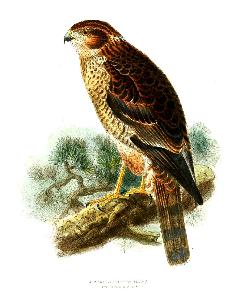 AccipiterNisusKeulemans